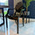 Black Ghost Style Plastic Louis Armchair